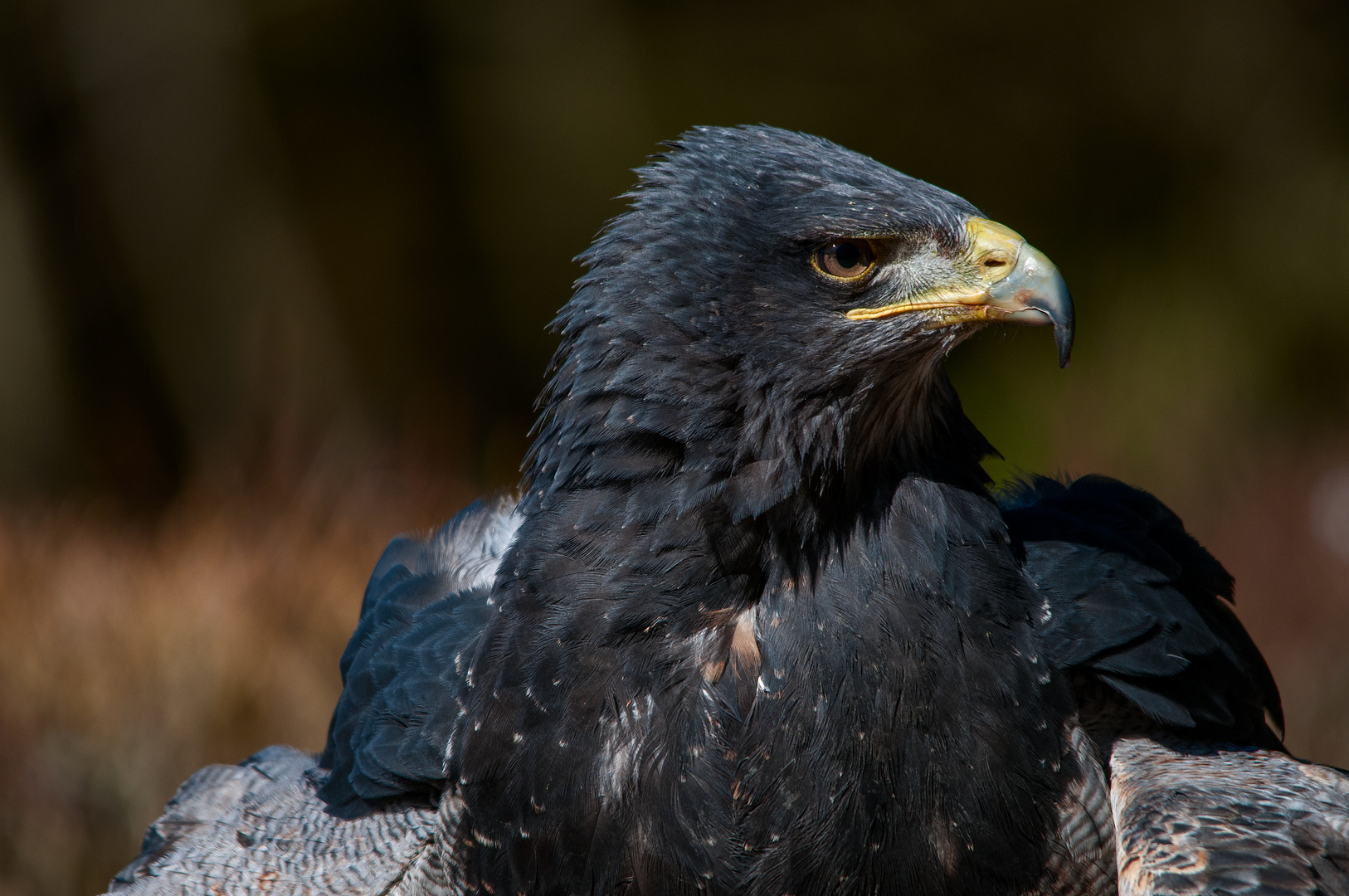 Blaubussard Portrait 2