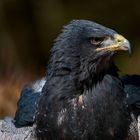 Blaubussard Portrait 2