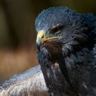 Blaubussard Portrait 3