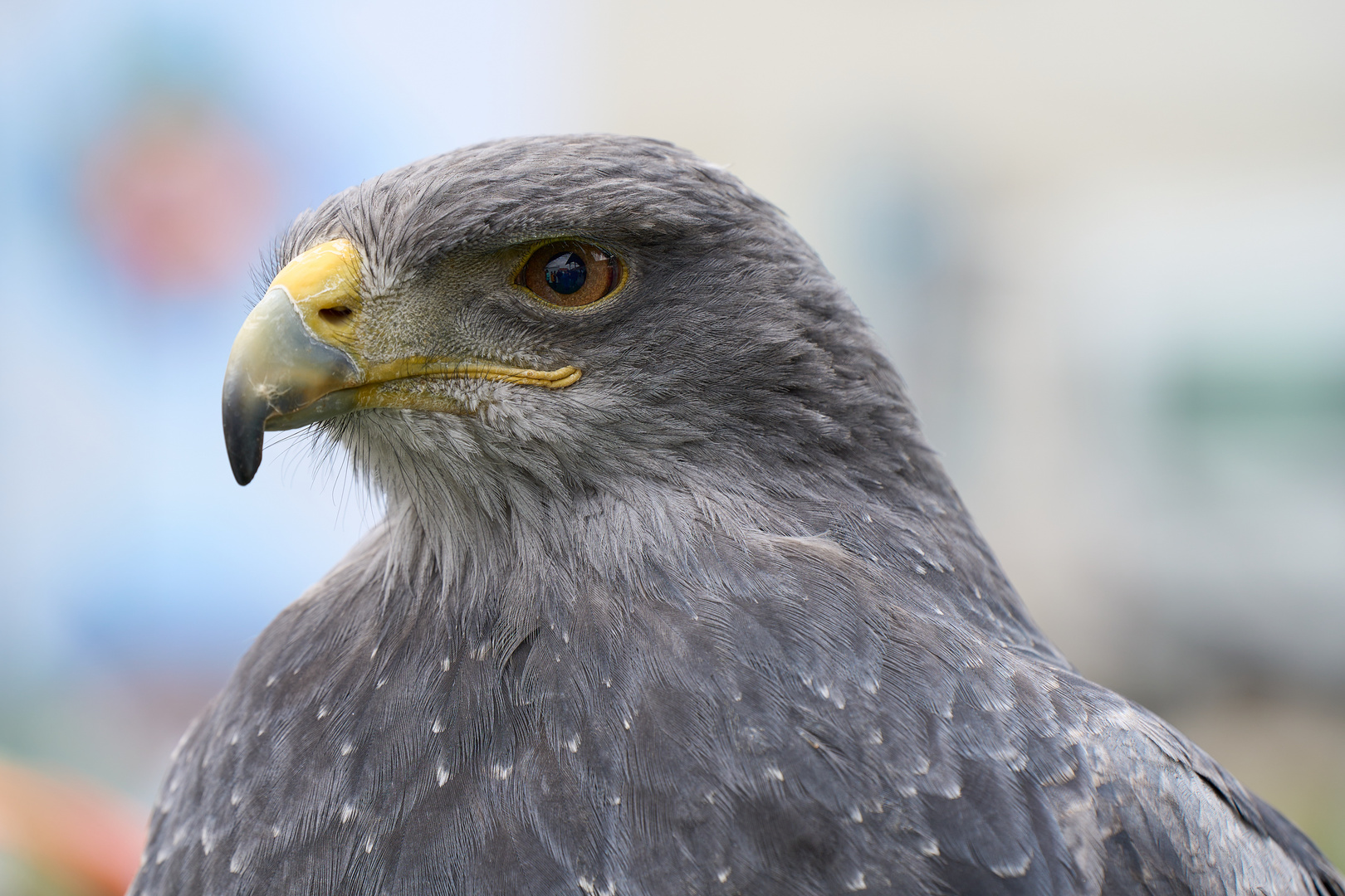 Blaubussard Portrait