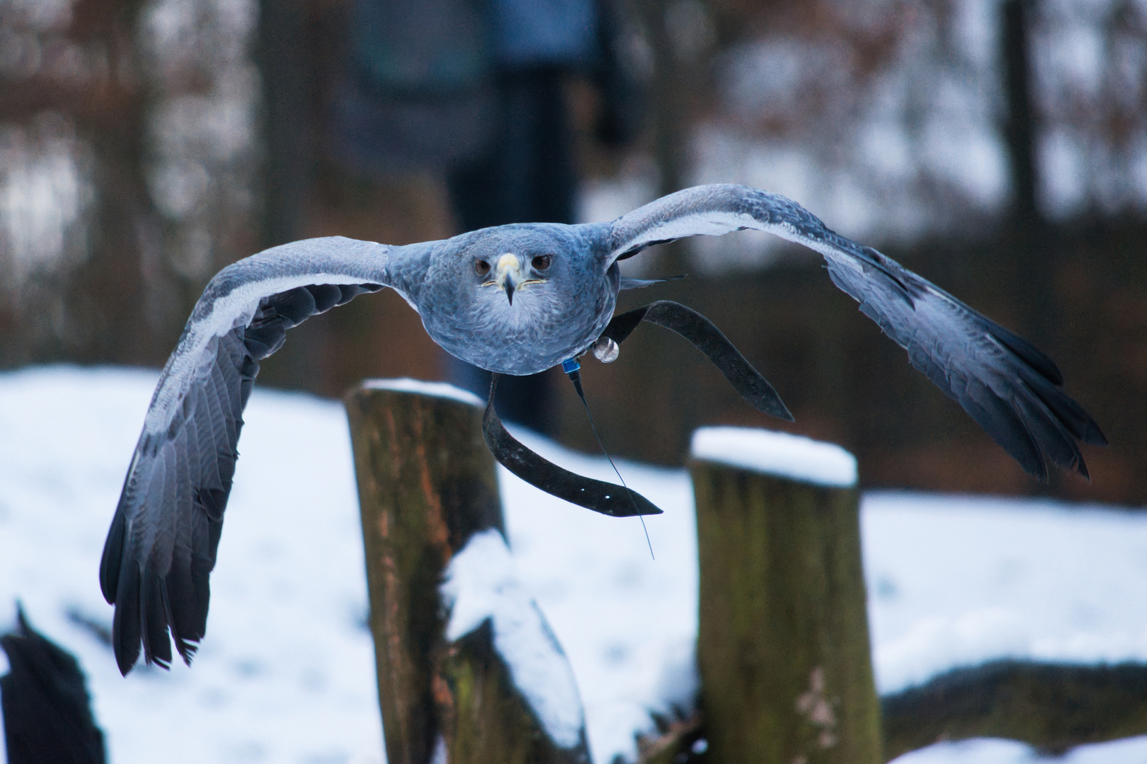 Blaubussard Silvan