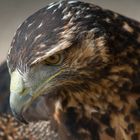 Blaubussars (Kordillerenadler), immatur, im Profil