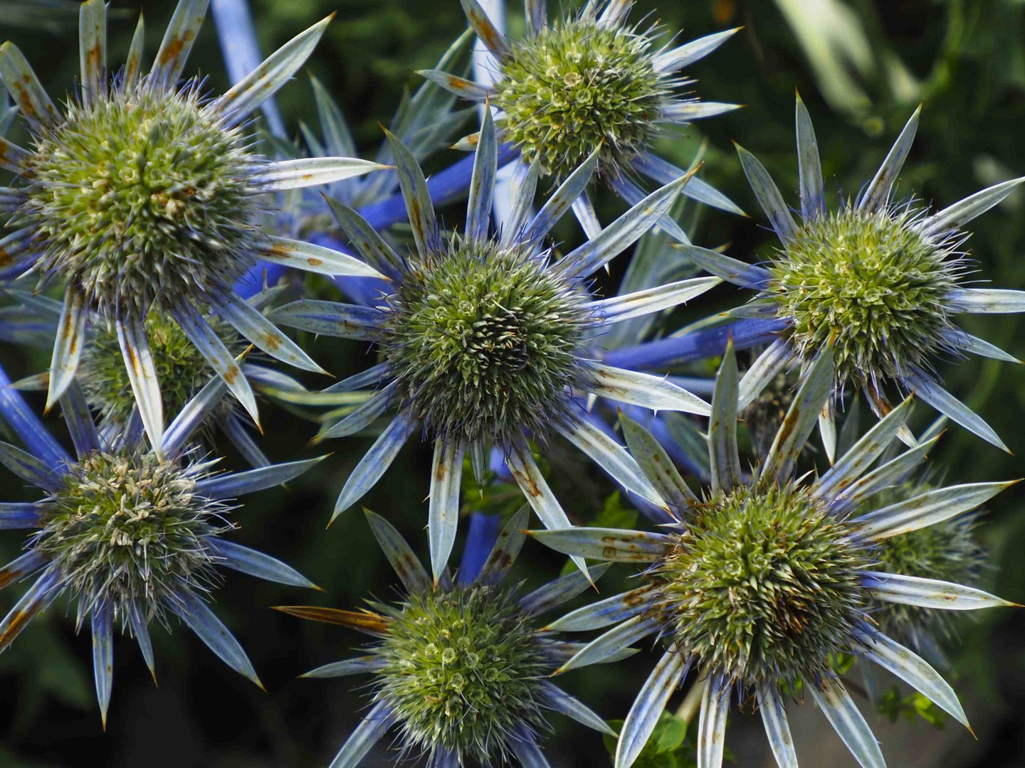 Blaudiestel (Eryngium planum)