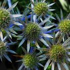 Blaudiestel (Eryngium planum)