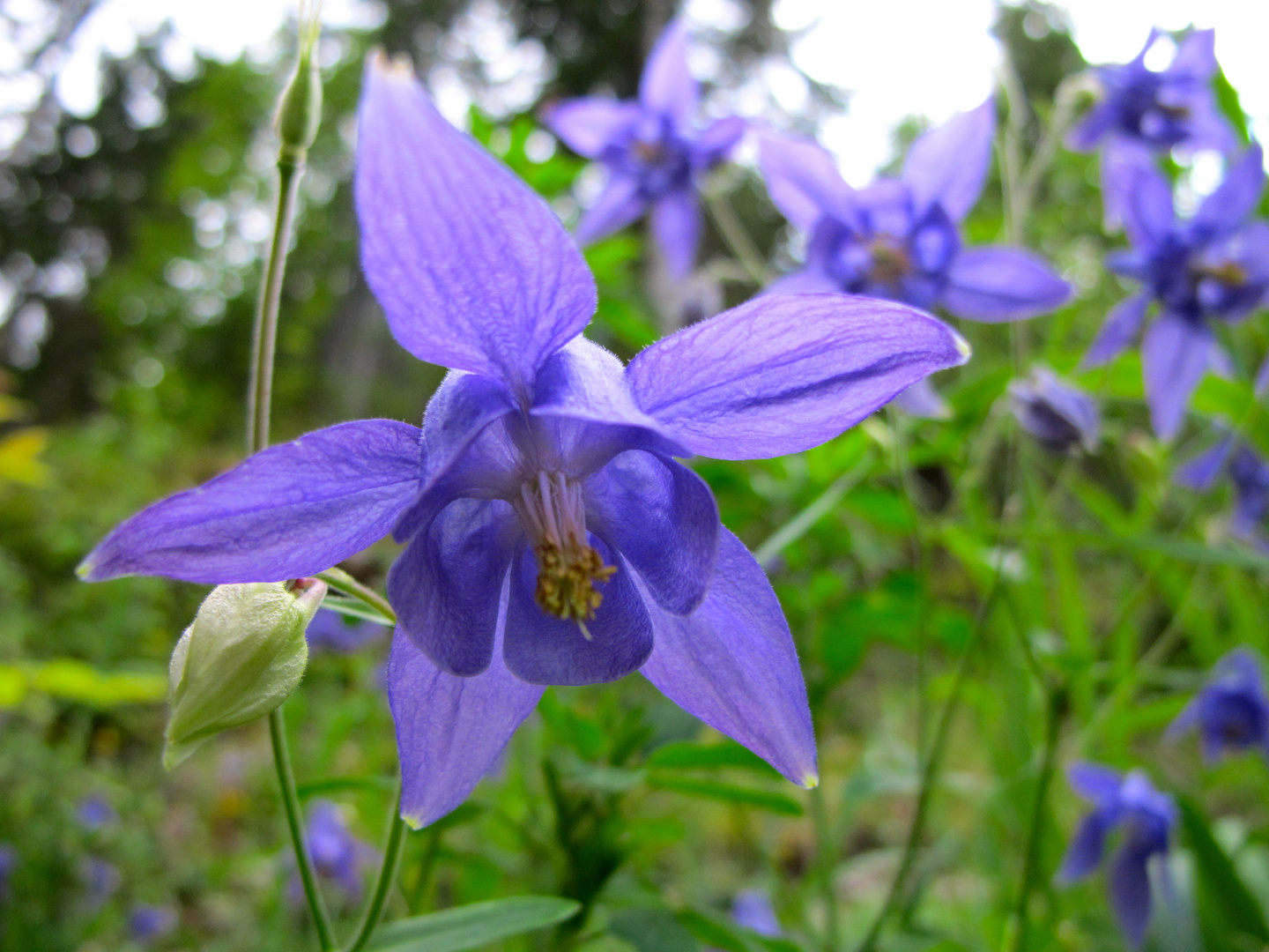 blaue Ackelei