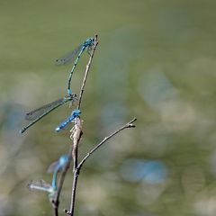 Blaue Adonislibellen