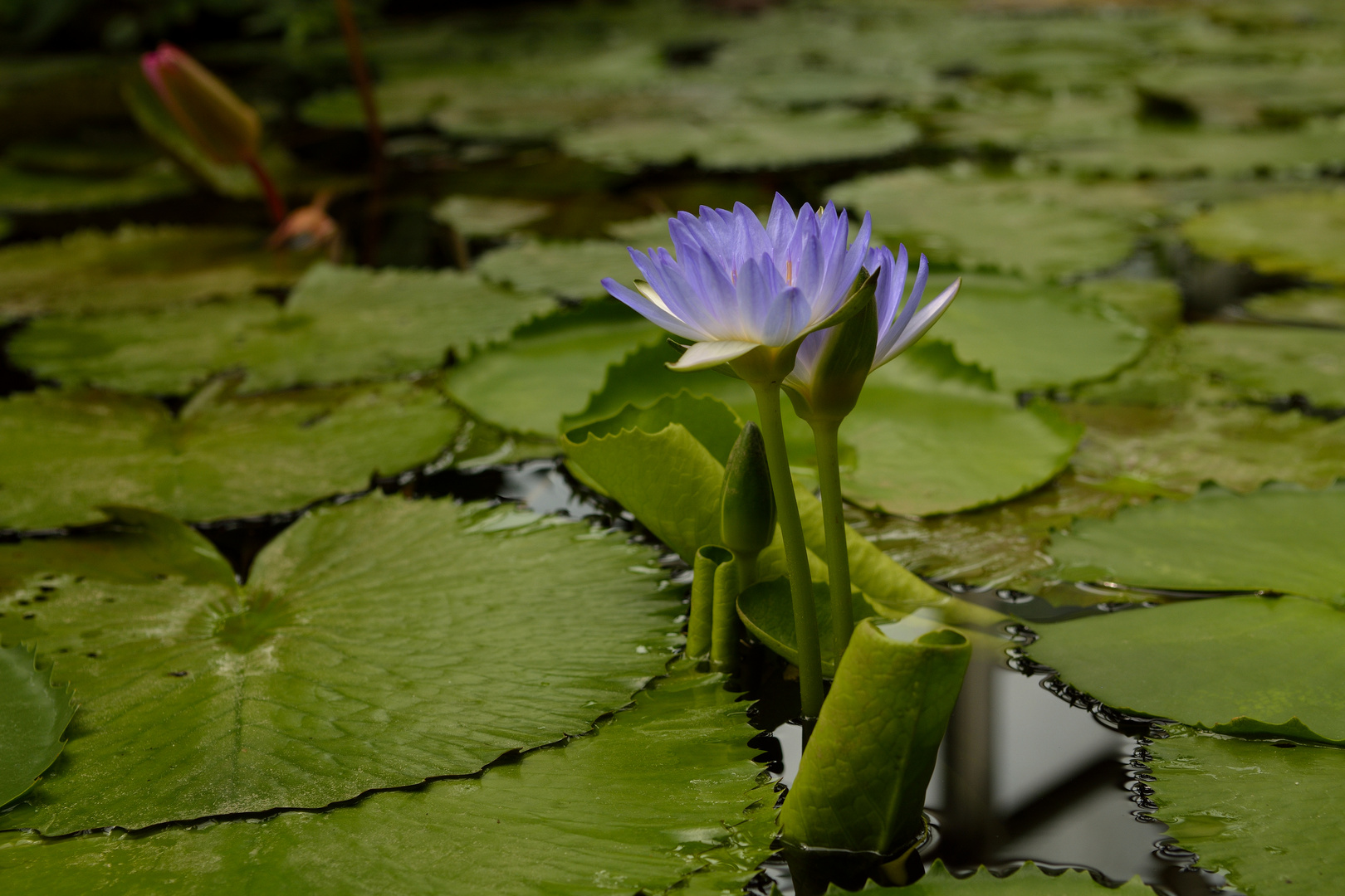 Blaue ägyptische Seerose