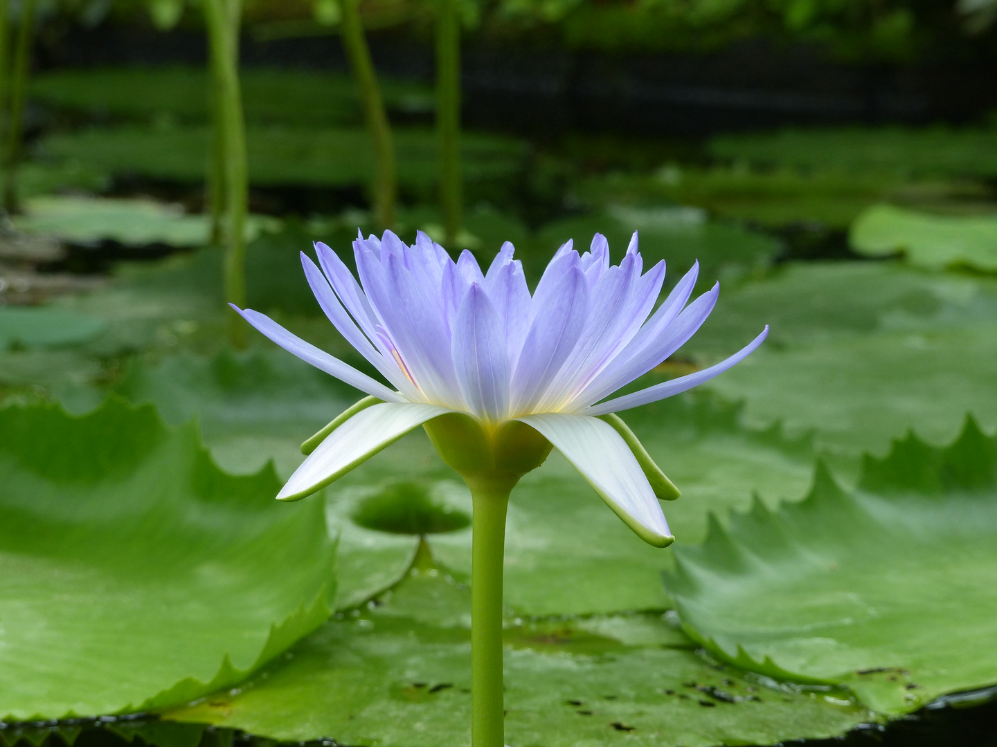 Blaue Ägyptische Seerose