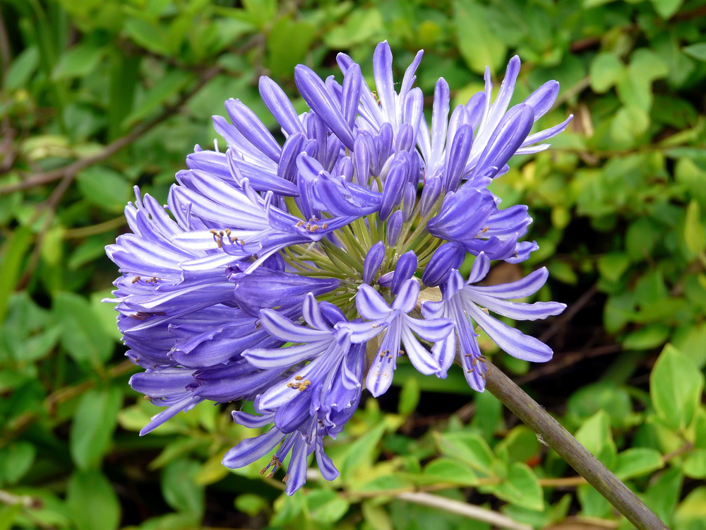 Blaue Agapanthus