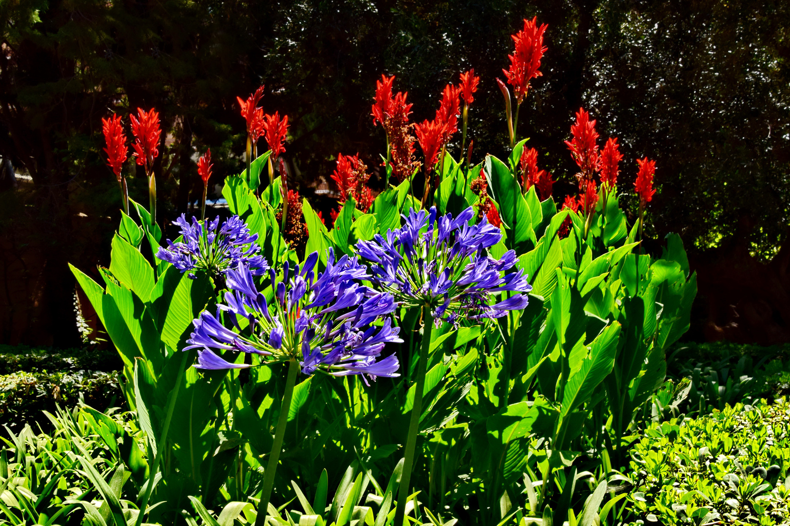 Blaue Agapanthus und Roter Ingwer