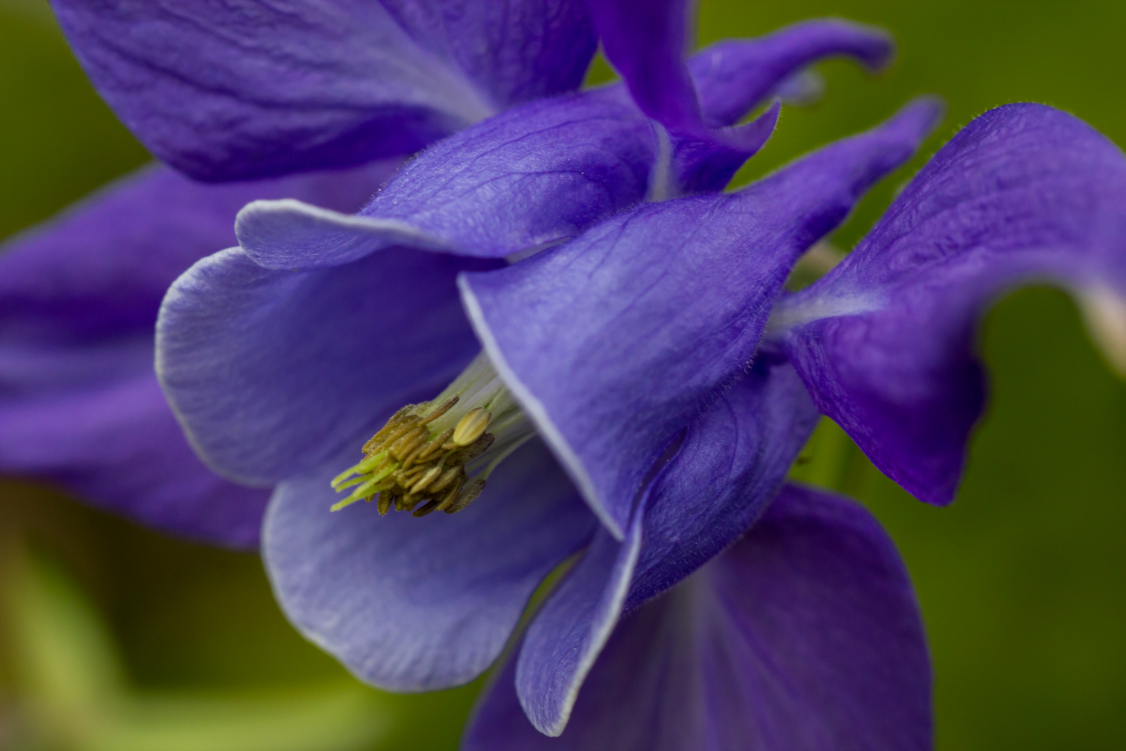 Blaue Akelei