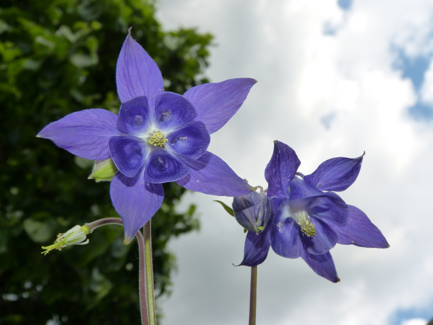 Blaue Akelei