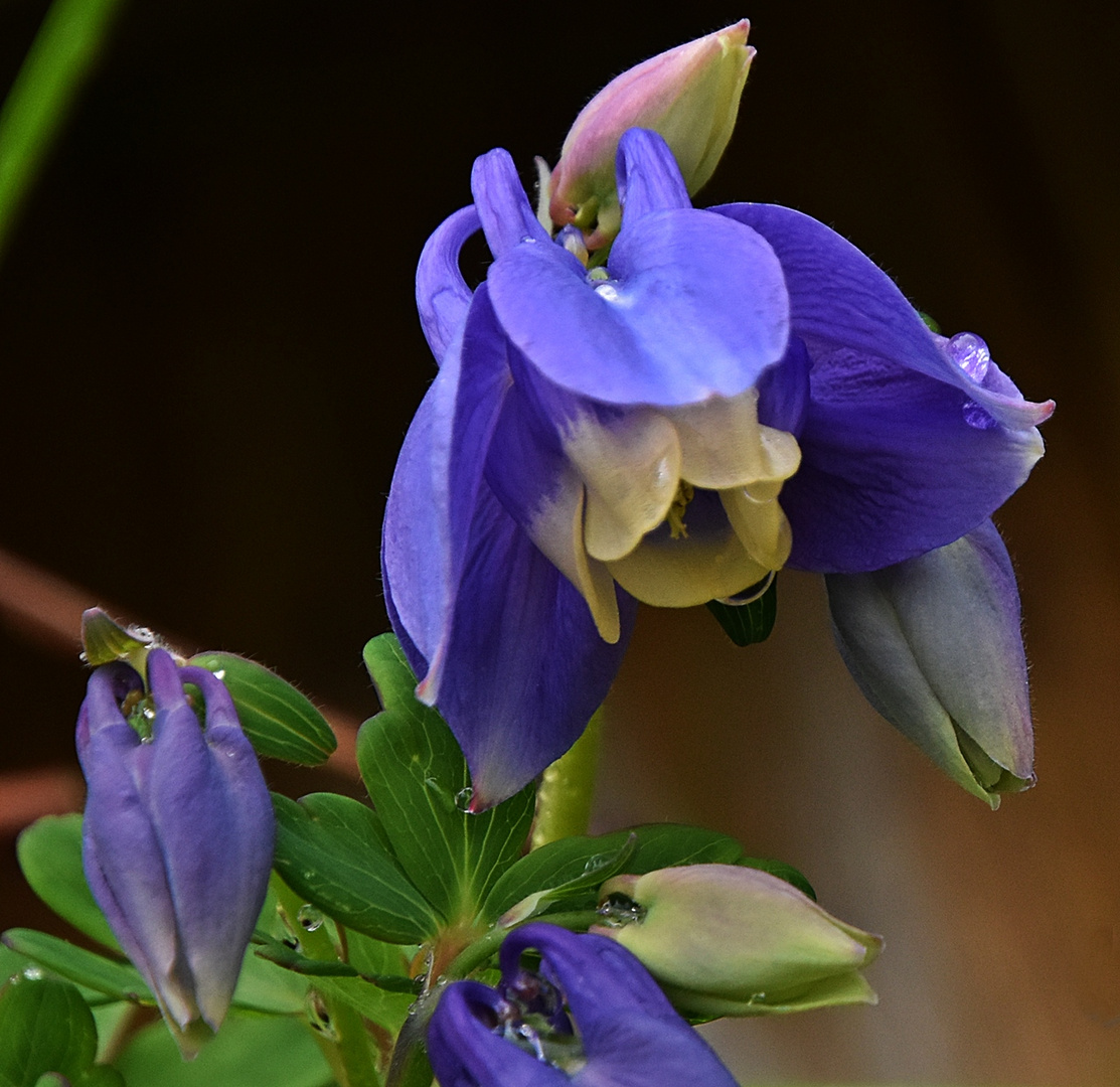 Blaue Akelei
