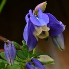 Blaue Akelei