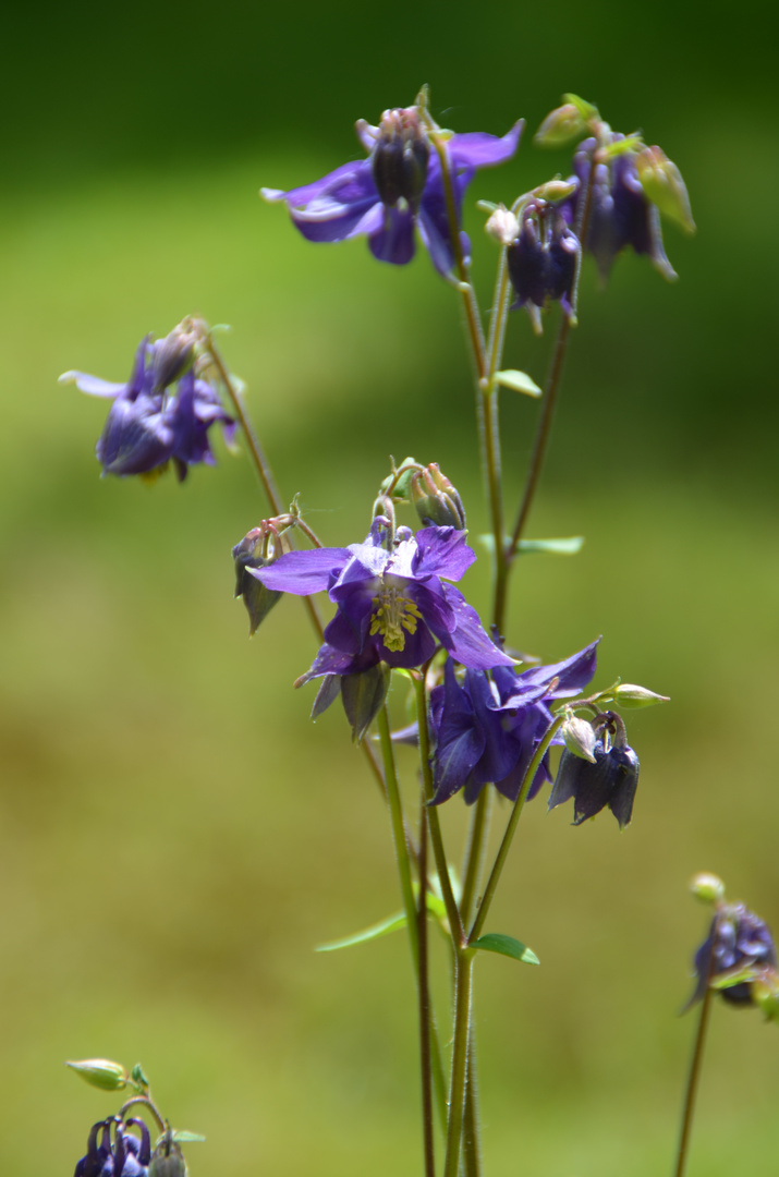 blaue Akelei