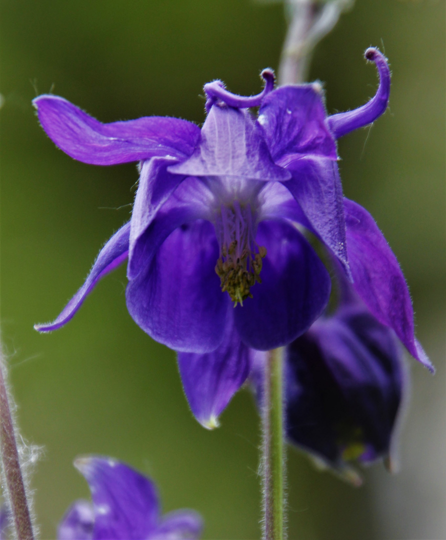 Blaue Akelei