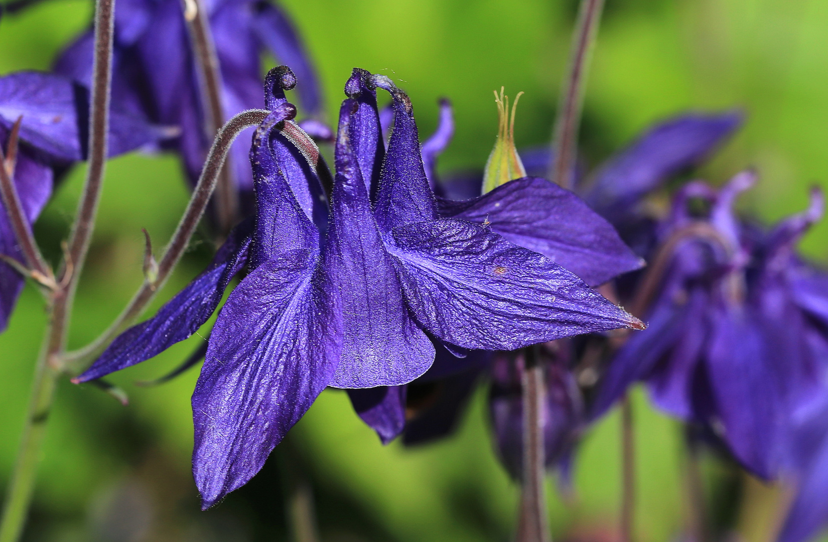 blaue akelei