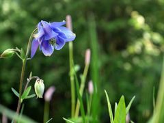 blaue Akelei