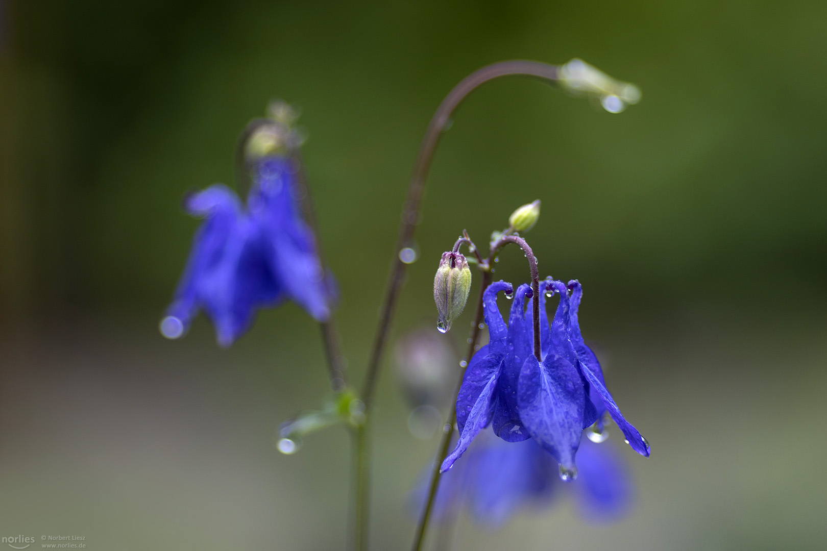 Blaue Akelei