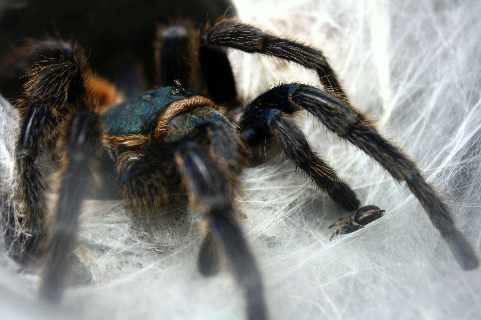 Blaue Andenvogelspinne mit Jungtier