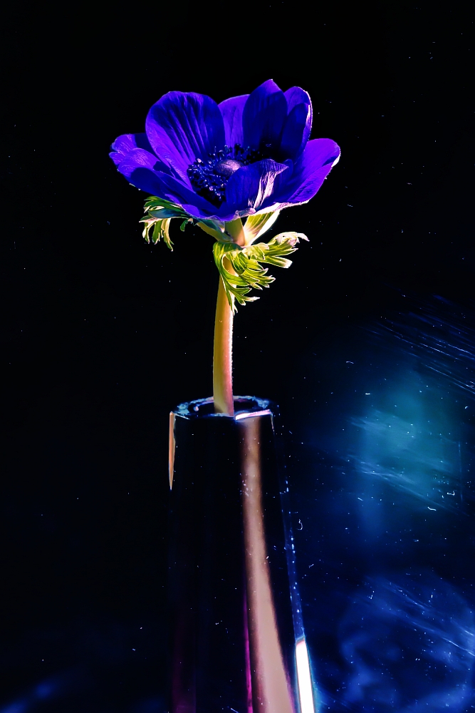 Blaue Anemone 1