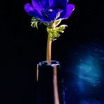 Blaue Anemone 1