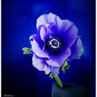 Blaue Anemone 