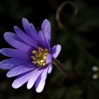 blaue Anemone