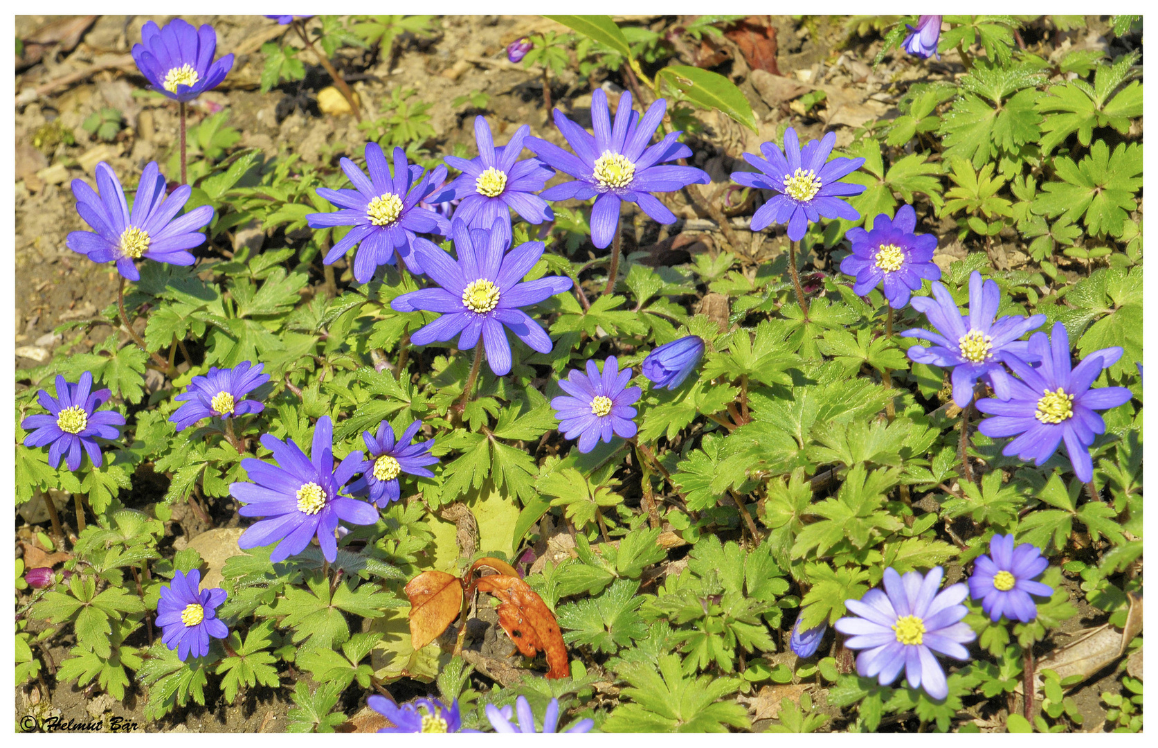 Blaue Anemone