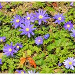 Blaue Anemone