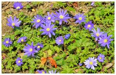 Blaue Anemone