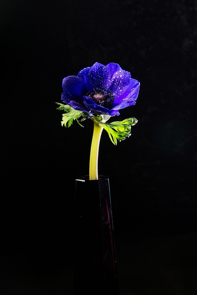 Blaue Anemone 3