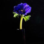 Blaue Anemone 3