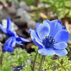 Blaue Anemone