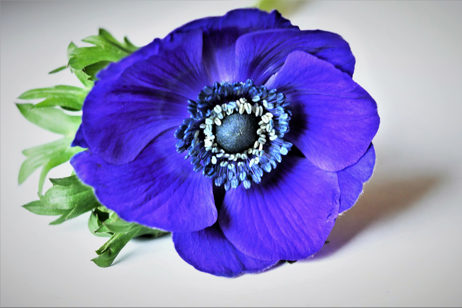 Blaue Anemone