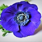 Blaue Anemone