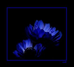 Blaue Anemone