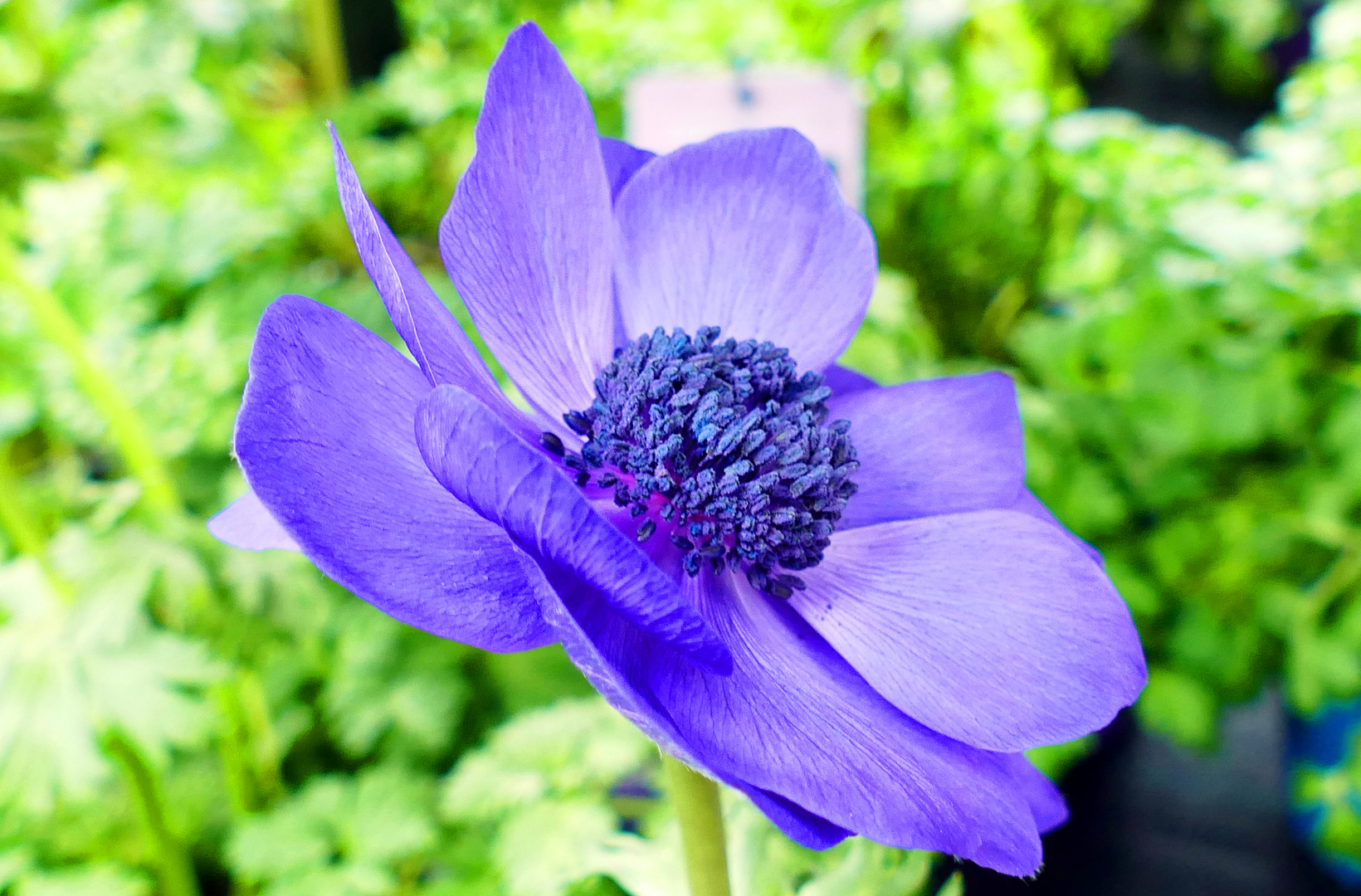 Blaue Anemone