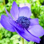 Blaue Anemone