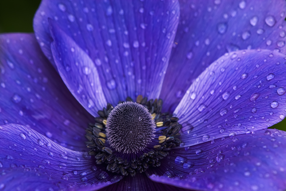 Blaue Anemone