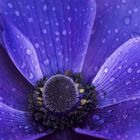 Blaue Anemone