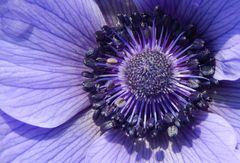 blaue Anemone