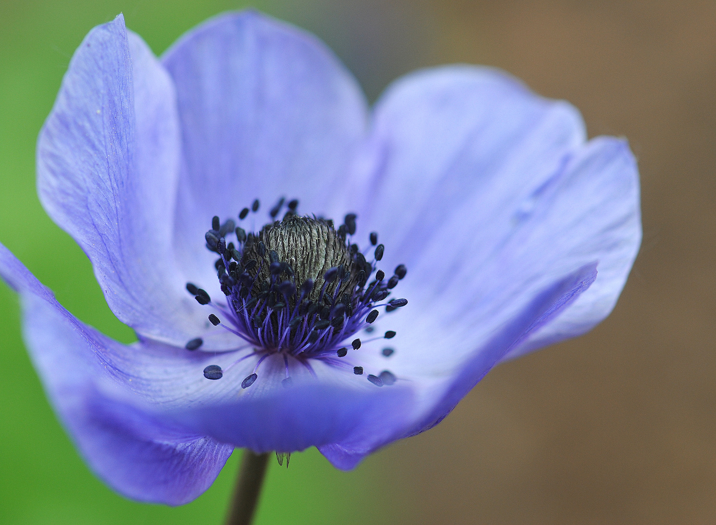 Blaue Anemone