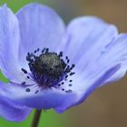 Blaue Anemone