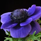 blaue Anemone