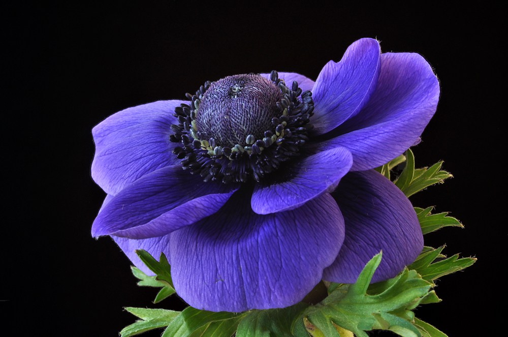 blaue Anemone