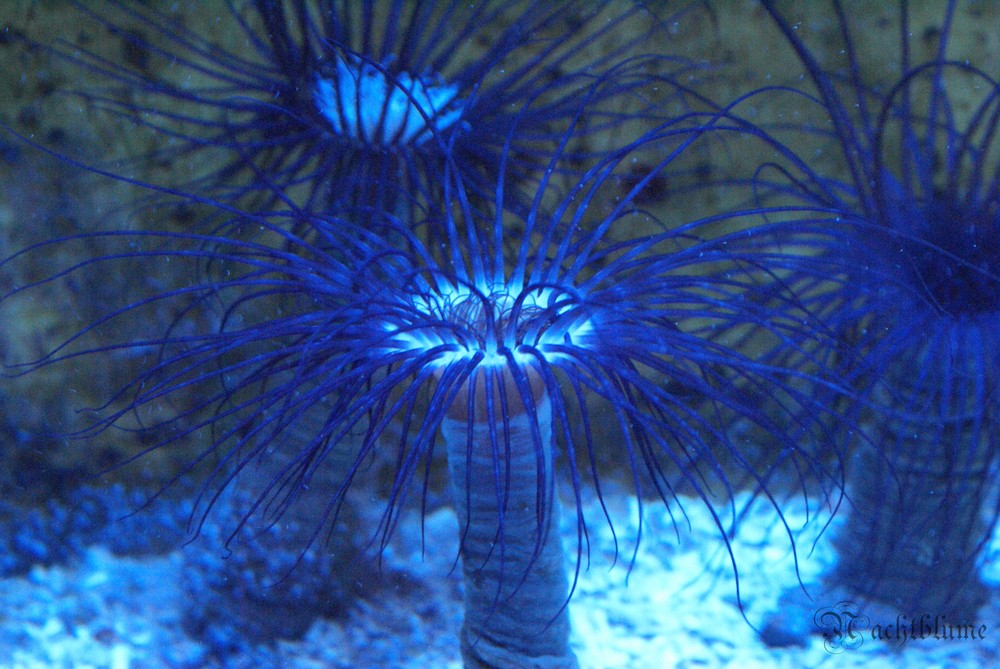 Blaue Anemone