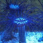 Blaue Anemone