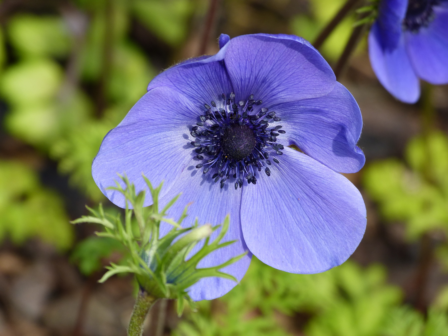 Blaue Anemone