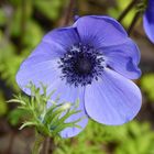 Blaue Anemone